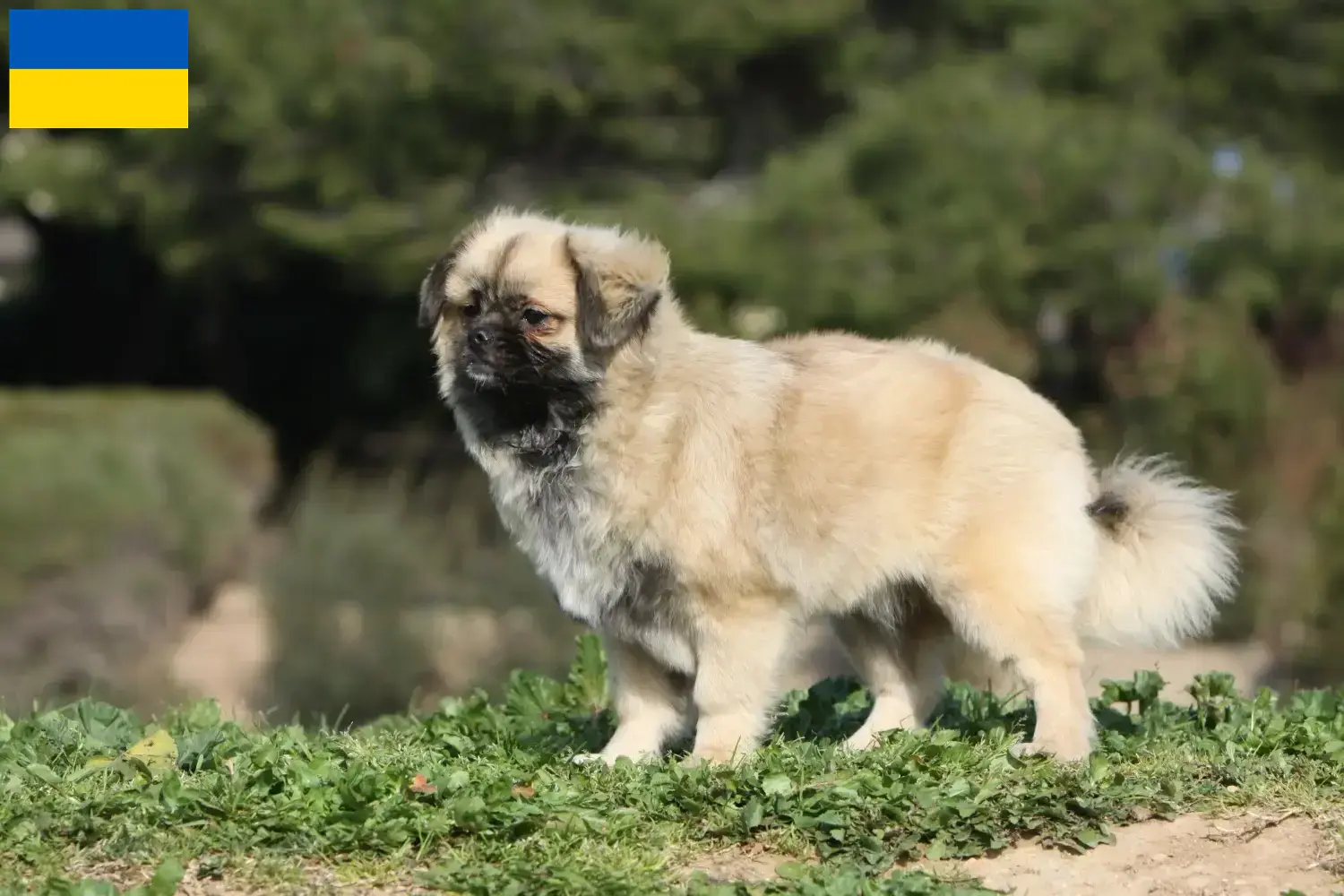 Scopri di più sull'articolo Allevatori di Spaniel Tibetano e cuccioli in Ucraina