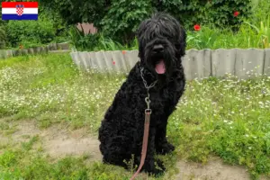 Scopri di più sull'articolo Allevatore di Terrier Nero Russo e cuccioli in Croazia