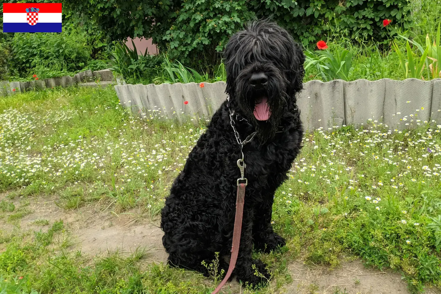 Cuccioli di Terrier Nero Russo e allevatori Croazia Trova qui gli allevatori di Russian Black Terrier in Croazia.