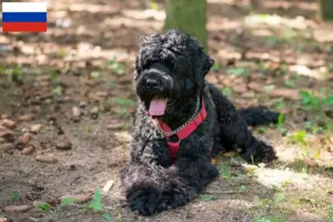 Scopri di più sull'articolo Allevatore di Terrier Nero Russo e cuccioli in Russia
