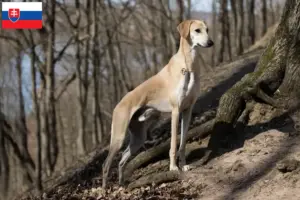 Scopri di più sull'articolo Allevatori di Sloughi e cuccioli in Slovacchia