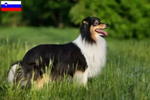 Scopri di più sull'articolo Allevatori di Sheltie e cuccioli in Slovenia