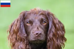 Scopri di più sull'articolo Allevatori di Field Spaniel e cuccioli in Russia