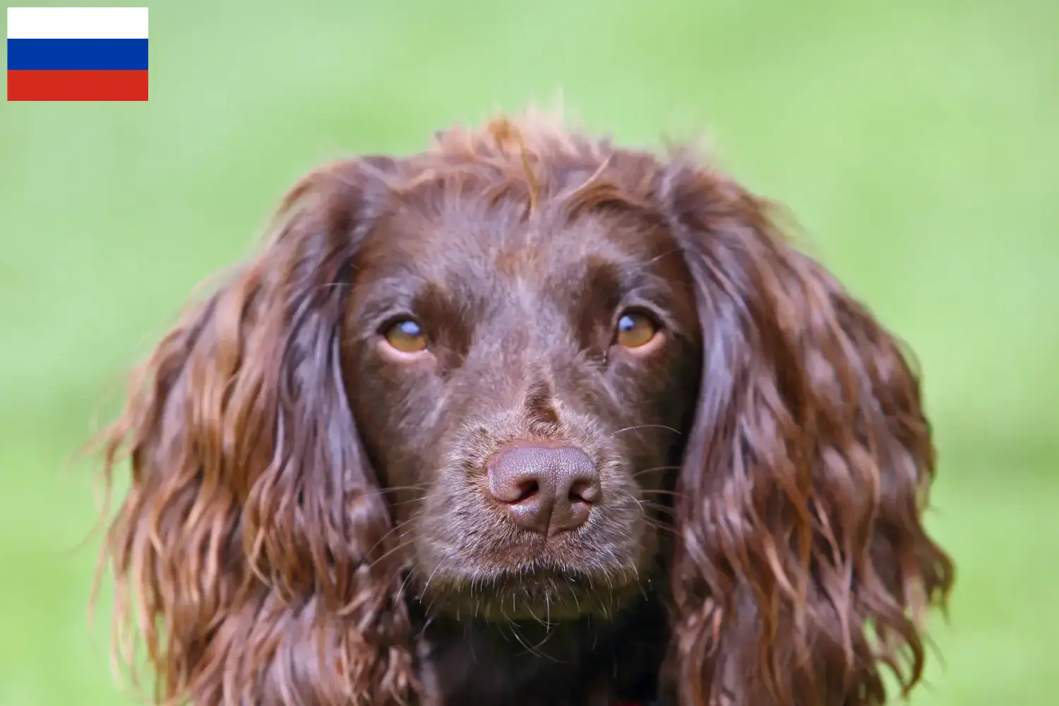 Scopri di più sull'articolo Allevatori di Field Spaniel e cuccioli in Russia