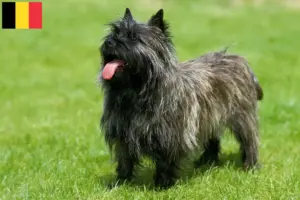 Scopri di più sull'articolo Allevatori di Cairn Terrier e cuccioli in Belgio