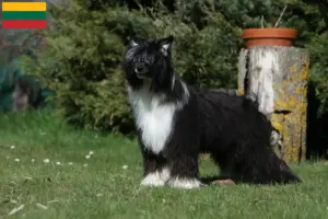Scopri di più sull'articolo Allevatori di cani crestati cinesi e cuccioli in Lituania