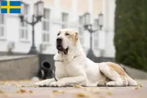 Scopri di più sull'articolo Allevatore di cani da pastore dell’Asia centrale e cuccioli in Svezia