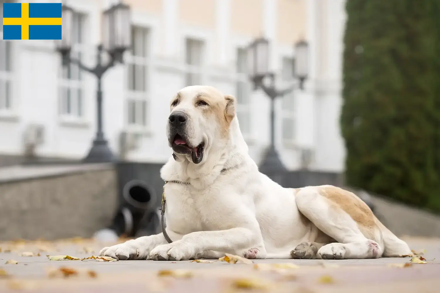 Cuccioli di Pastore dell'Asia Centrale e allevatori Svezia Trova qui gli allevatori di cani da pastore dell'Asia centrale in Svezia.