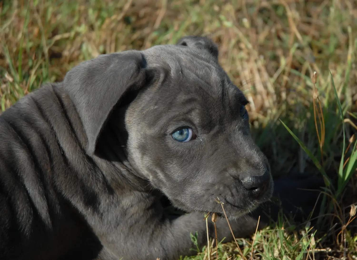 Acquistare un cucciolo di Cane Corso Italiano significa assumersi delle responsabilità! Comprare cuccioli di Cane Corso Italiano.