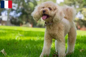 Scopri di più sull'articolo Allevatori di Cavoodle e cuccioli in Francia
