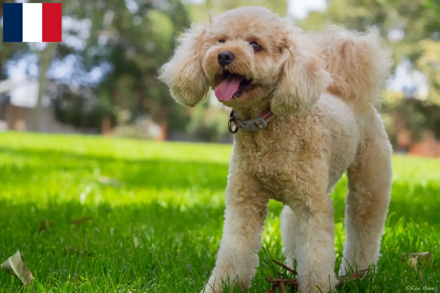 Cuccioli di Cavoodle e allevatori Francia Qui potete trovare gli allevatori di Cavoodles in Francia.