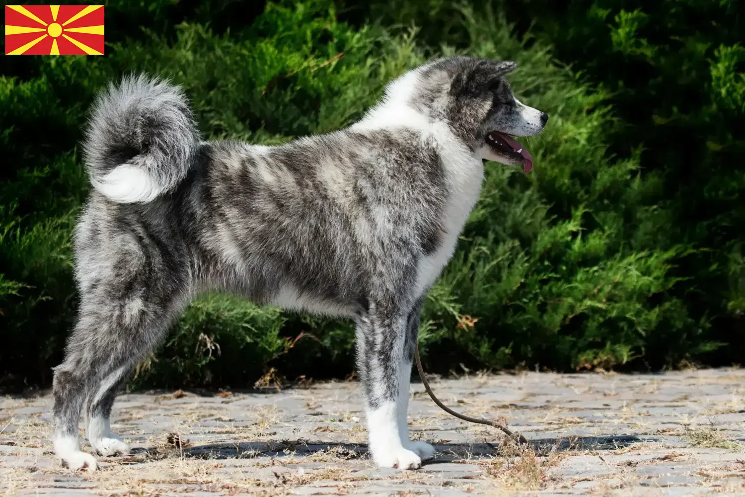 Scopri di più sull'articolo Allevatori di Akita e cuccioli in Macedonia del Nord