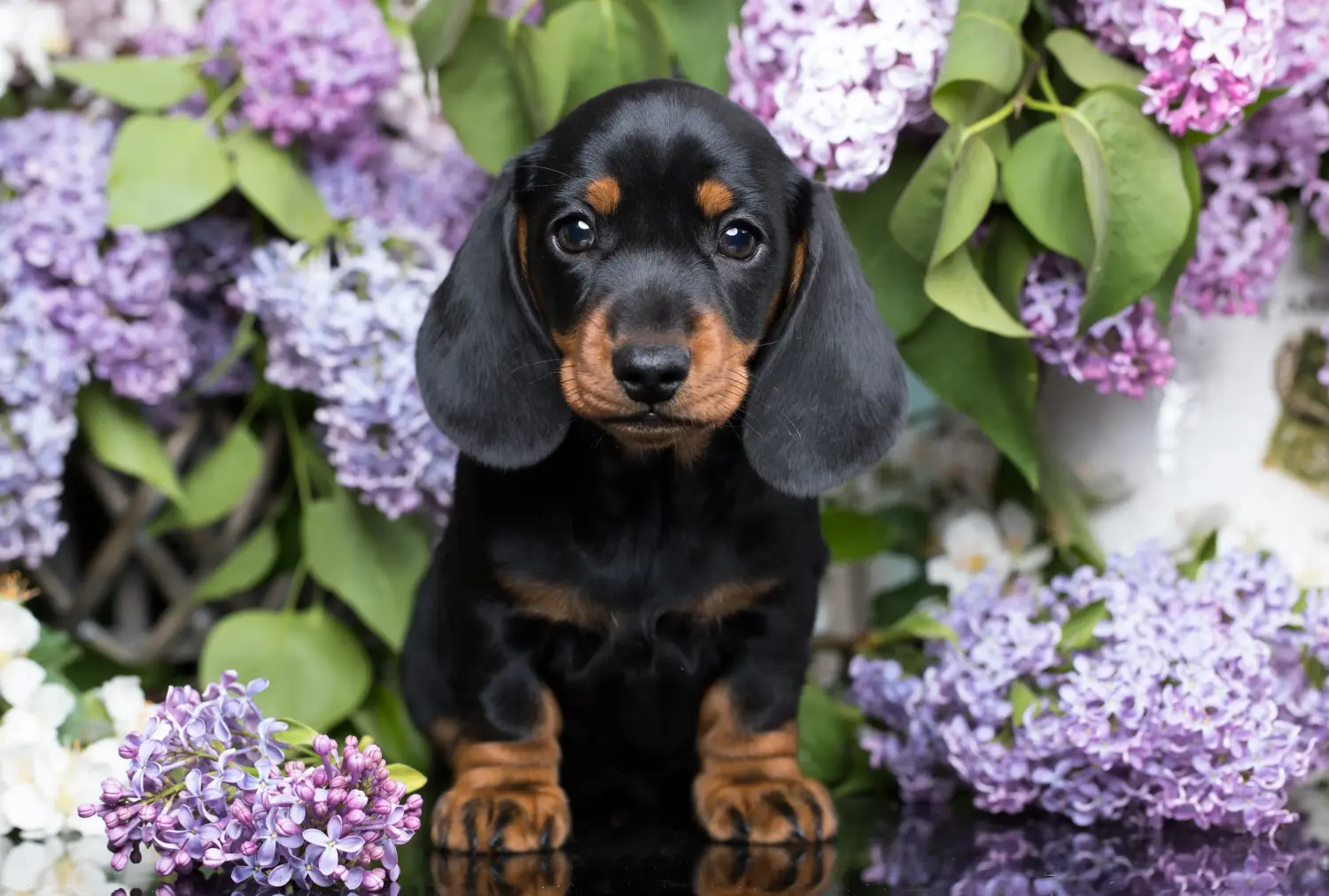 Acquistare un cucciolo di bassotto significa assumersi delle responsabilità! Acquistare cuccioli di bassotto.