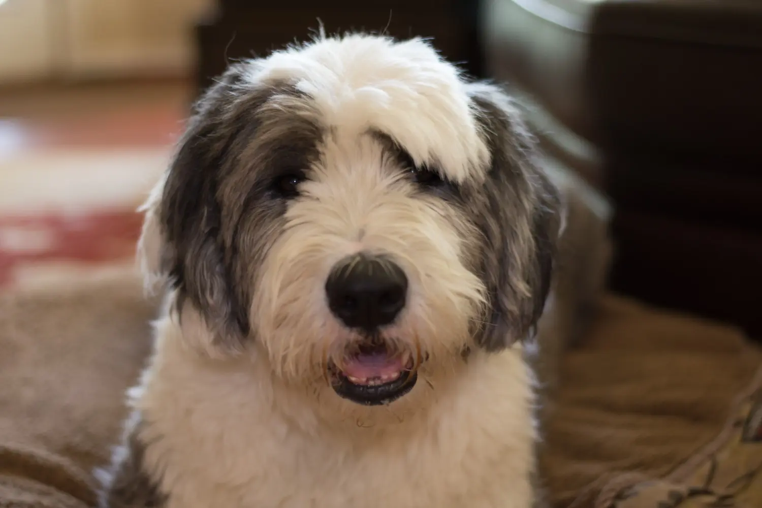 Acquistare un cucciolo di Bobtail significa assumersi delle responsabilità! Comprare cuccioli di Bobtail.