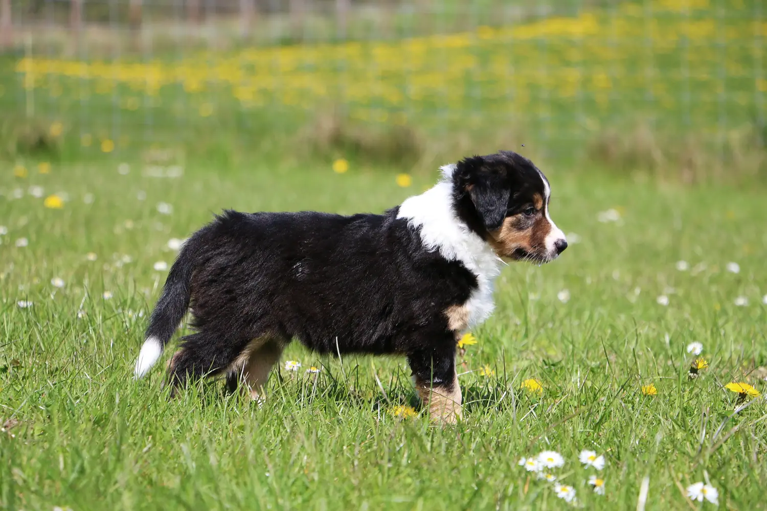Acquistare un cucciolo di Border Collie significa assumersi delle responsabilità! Acquistare cuccioli di Border Collie.