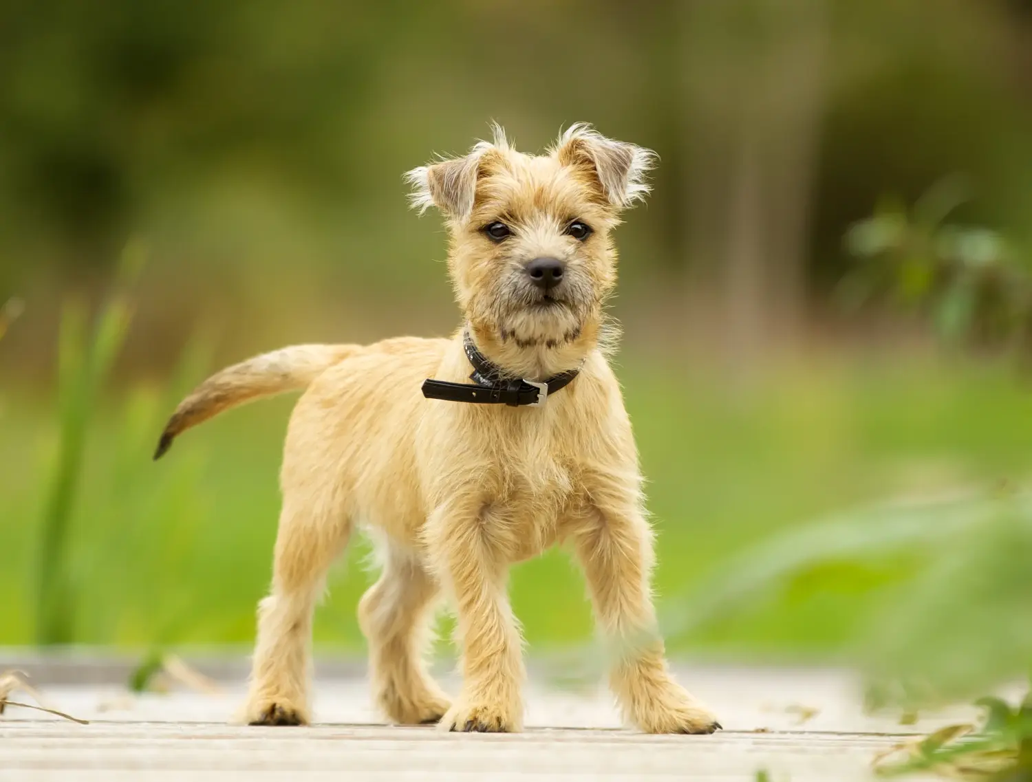 Acquistare un cucciolo di Cairn Terrier significa assumersi delle responsabilità! Acquistare cuccioli di Cairn Terrier.