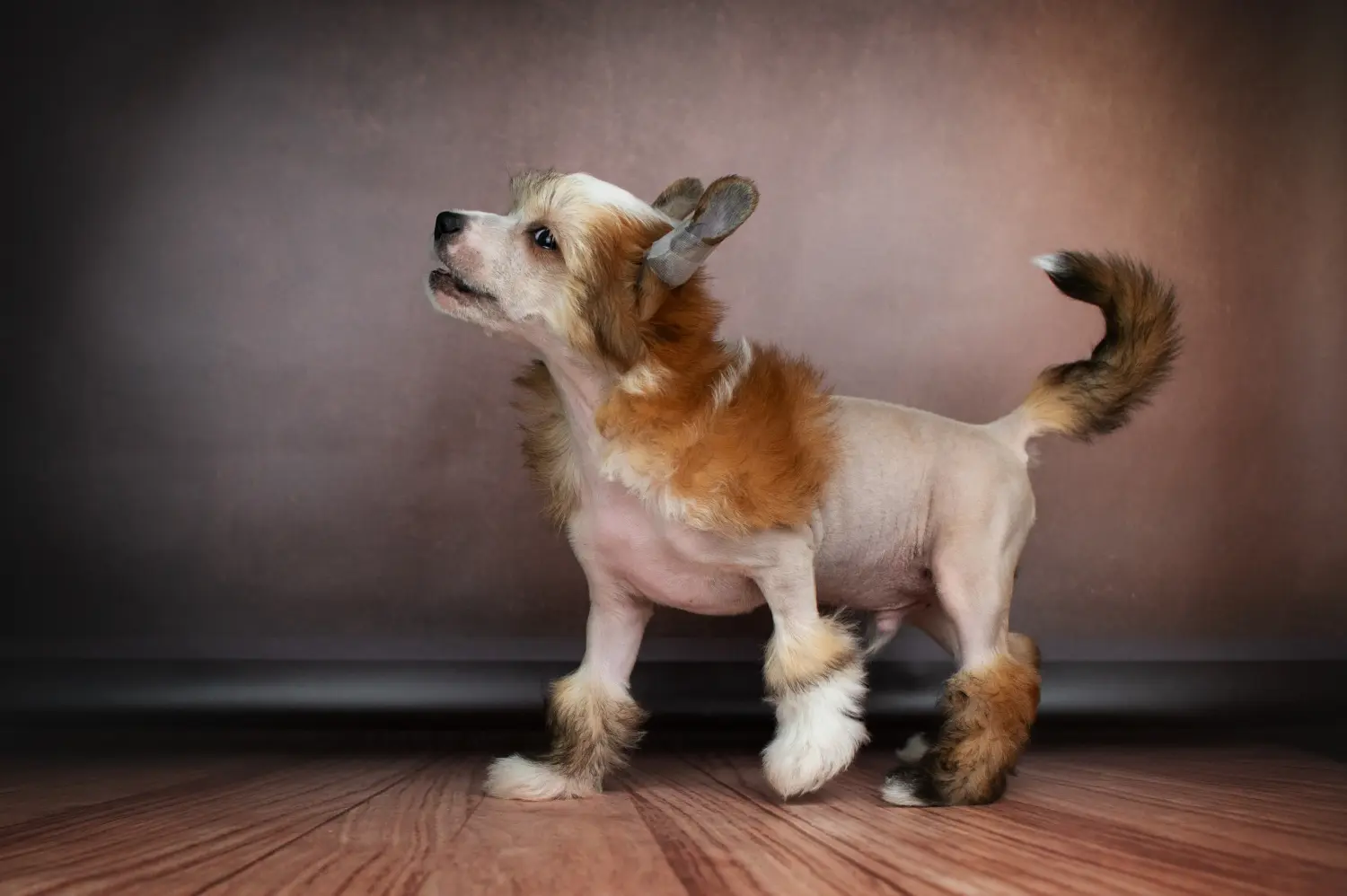 Acquistare un cucciolo di Chinese Crested Dog significa assumersi delle responsabilità! Comprare cuccioli di cane crestato cinese.