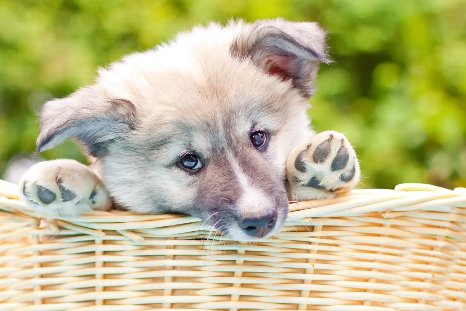 Acquistare un cucciolo di cane islandese significa assumersi delle responsabilità! Acquistare cuccioli di cane islandese.
