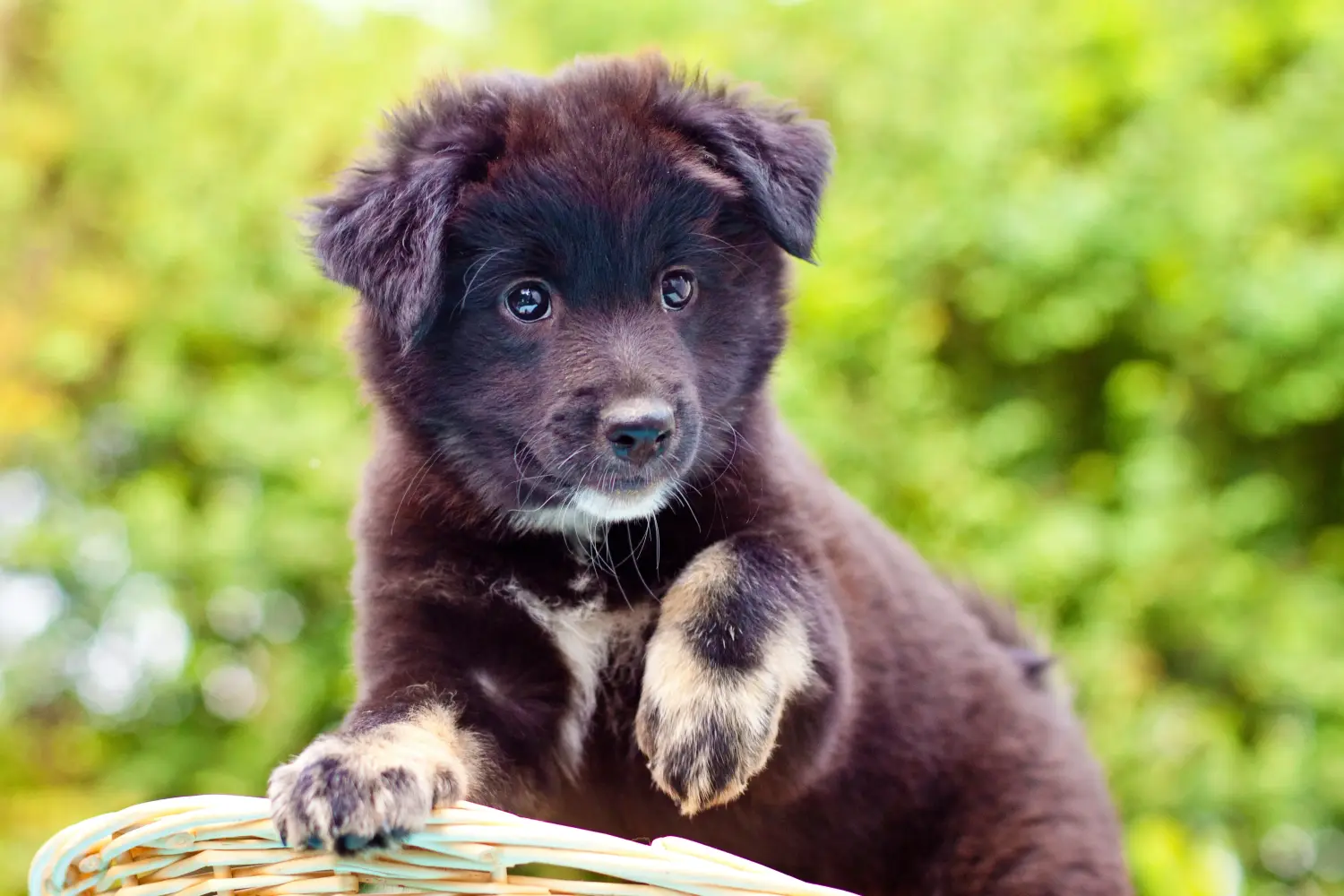 Acquistare un cucciolo di cane islandese significa assumersi delle responsabilità! Acquistare cuccioli di cane islandese.