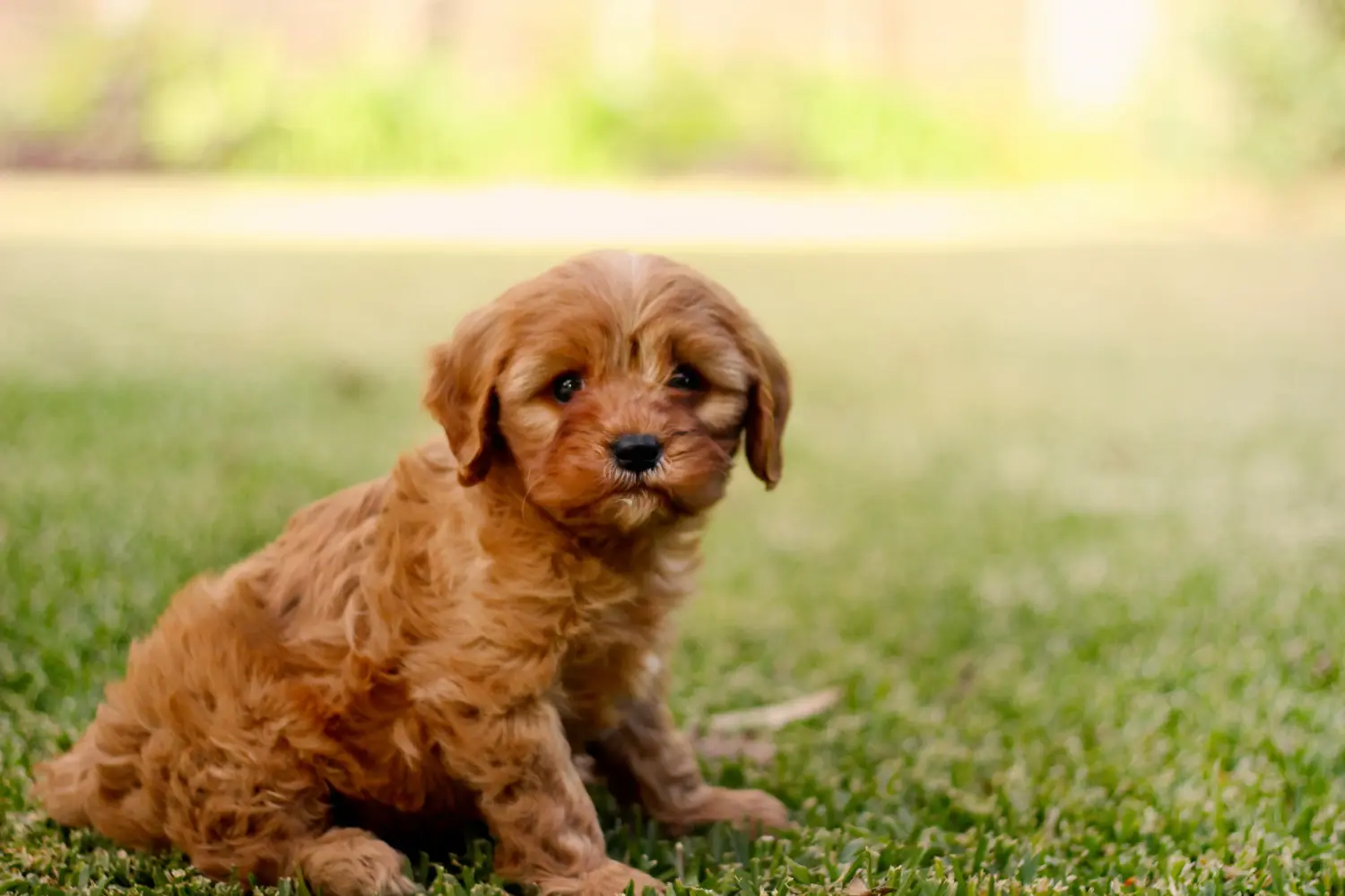 Acquistare un cucciolo di Cavoodle significa assumersi delle responsabilità! Acquistare cuccioli di Cavoodle.