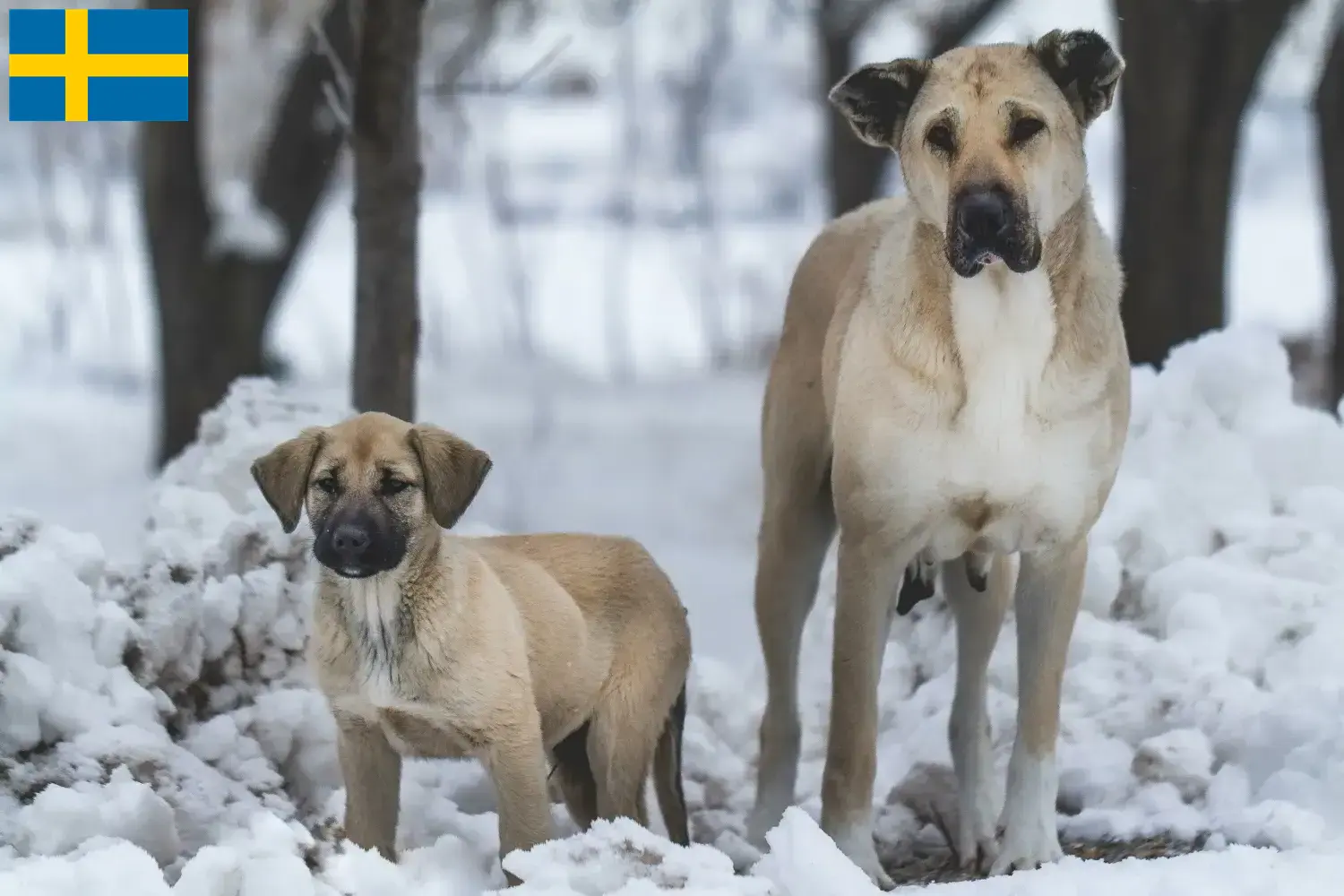 Cuccioli di Kangal e allevatori Svezia Qui potete trovare gli allevatori di Kangal in Svezia.
