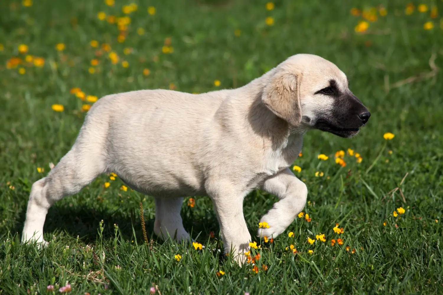 Acquistare un cucciolo di Kangal significa assumersi delle responsabilità! Acquistare cuccioli di Kangal.