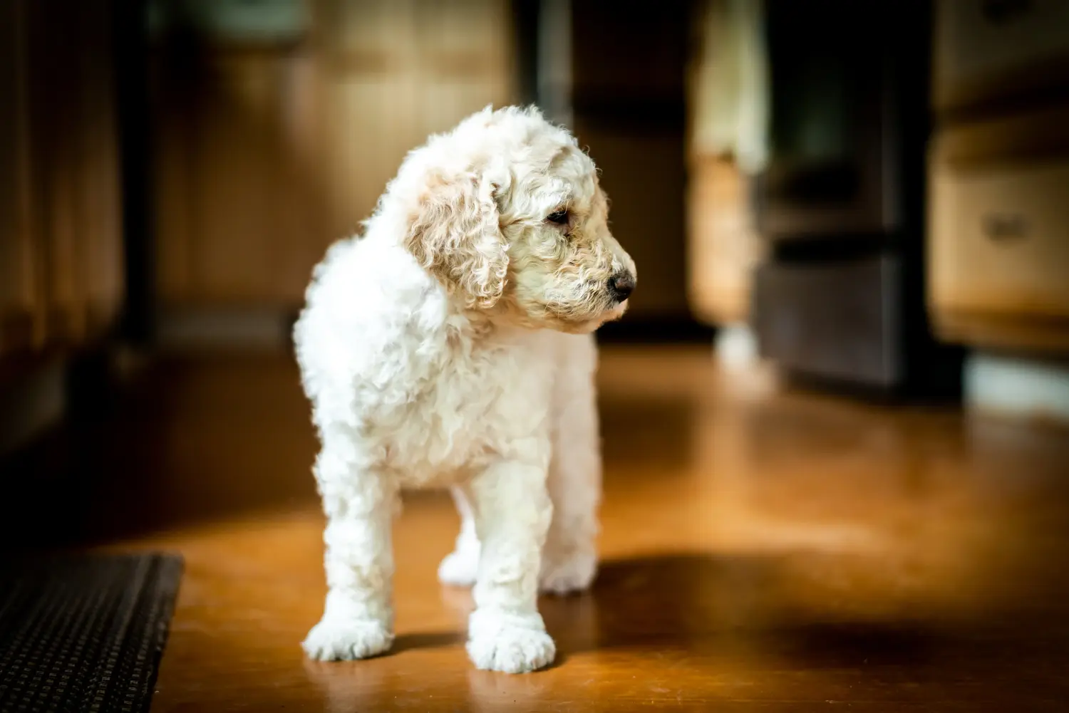 Acquistare un cucciolo di Labradoodle significa assumersi delle responsabilità! Acquistare cuccioli di Labradoodle.