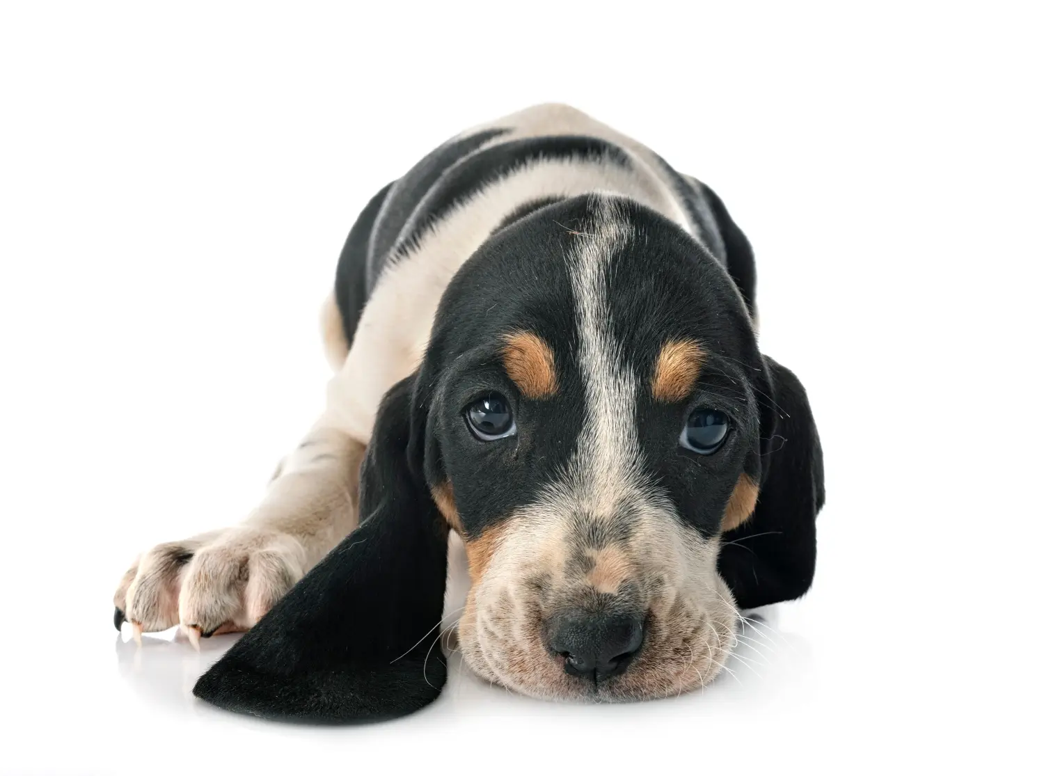Acquistare un cucciolo di bracco svizzero significa assumersi delle responsabilità! Comprare cuccioli di cane da caccia svizzeri.