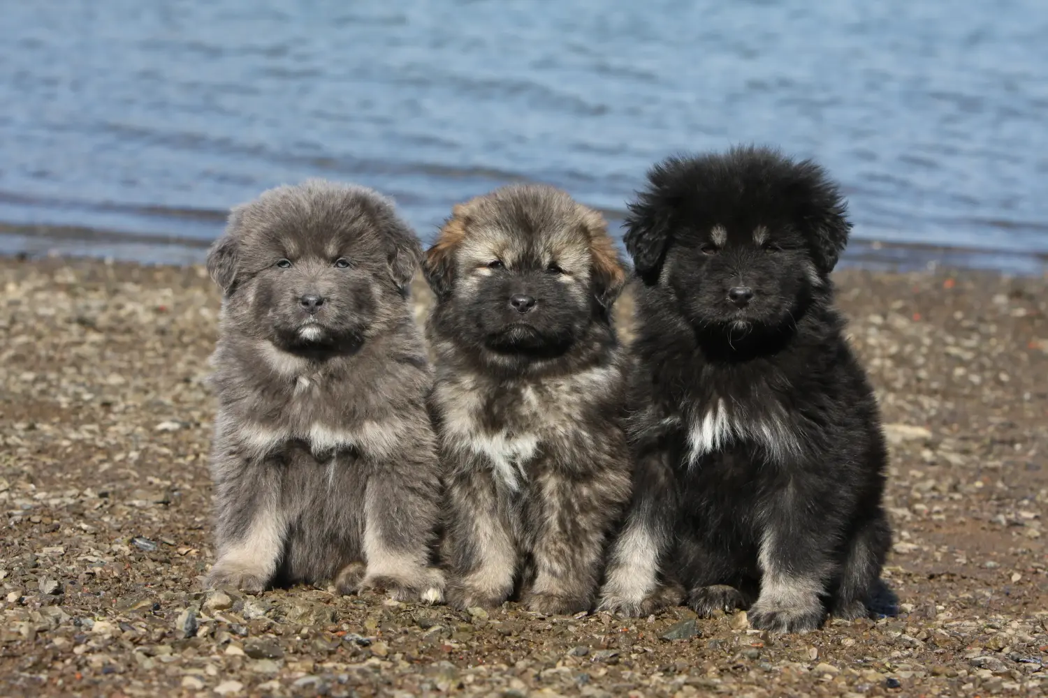 Acquistare un cucciolo di Mastino tibetano significa assumersi delle responsabilità! Comprare cuccioli di mastino tibetano.
