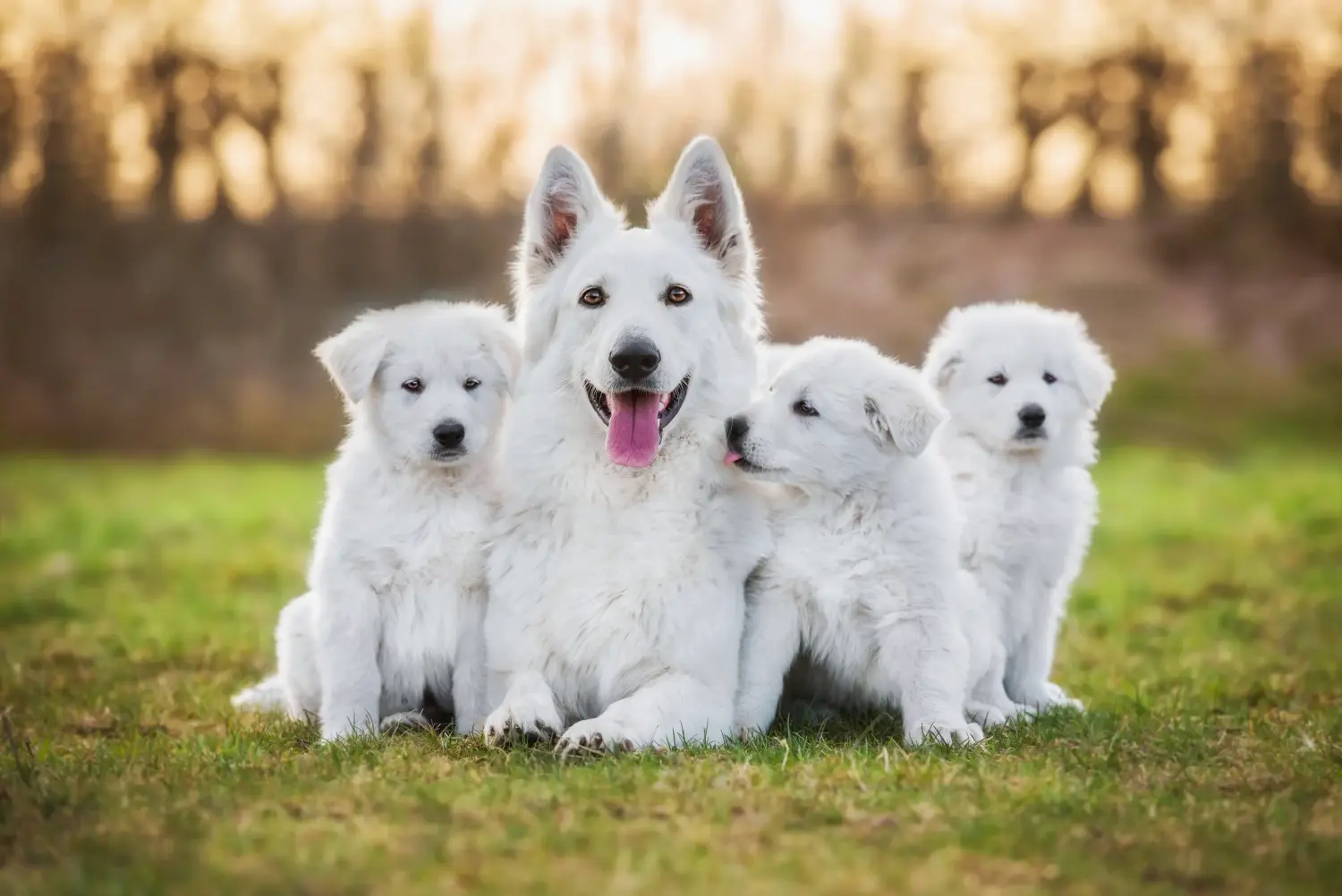 Acquistare un cucciolo di Pastore Svizzero Bianco significa assumersi delle responsabilità! Comprare cuccioli di pastore svizzero bianco.