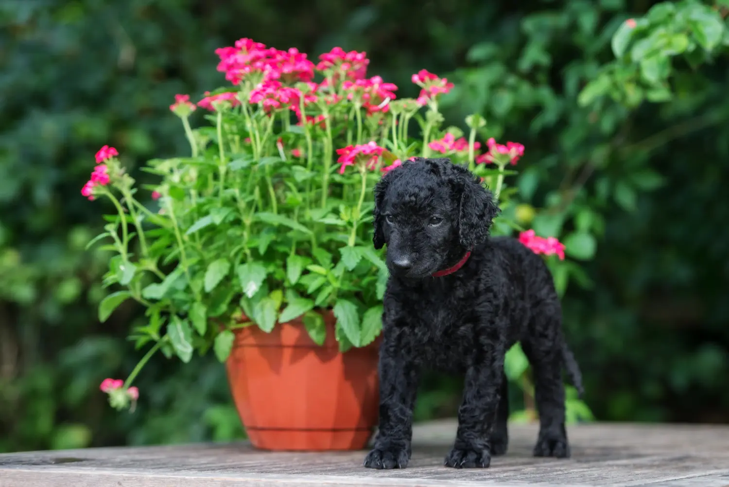 Acquistare un cucciolo di Curly Coated Retriever significa assumersi delle responsabilità! Comprare cuccioli di Curly Coated Retriever.
