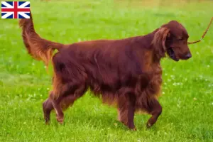 Scopri di più sull'articolo Allevatori e cuccioli di Setter Rosso Irlandese in Gran Bretagna