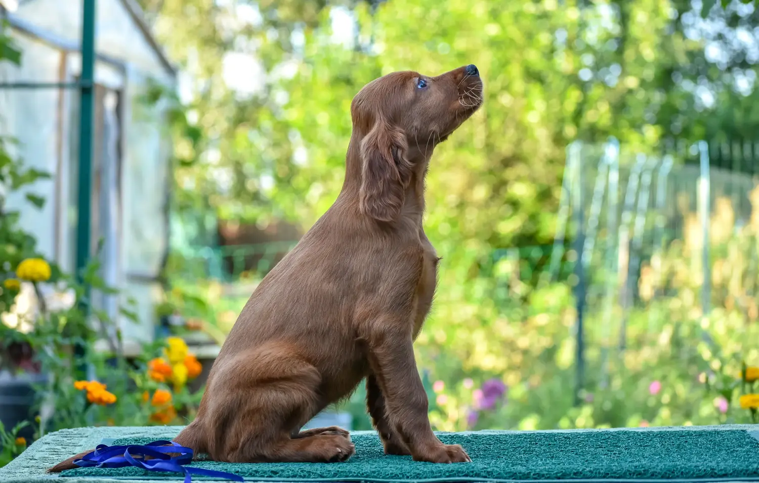 Acquistare un cucciolo di Setter Rosso Irlandese significa assumersi delle responsabilità! Comprare cuccioli di Setter Rosso Irlandese.