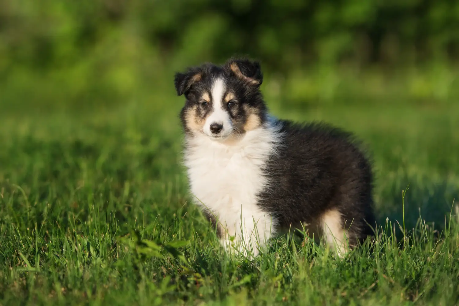 Acquistare un cucciolo di Sheltie significa assumersi delle responsabilità! Acquistare cuccioli di Sheltie.