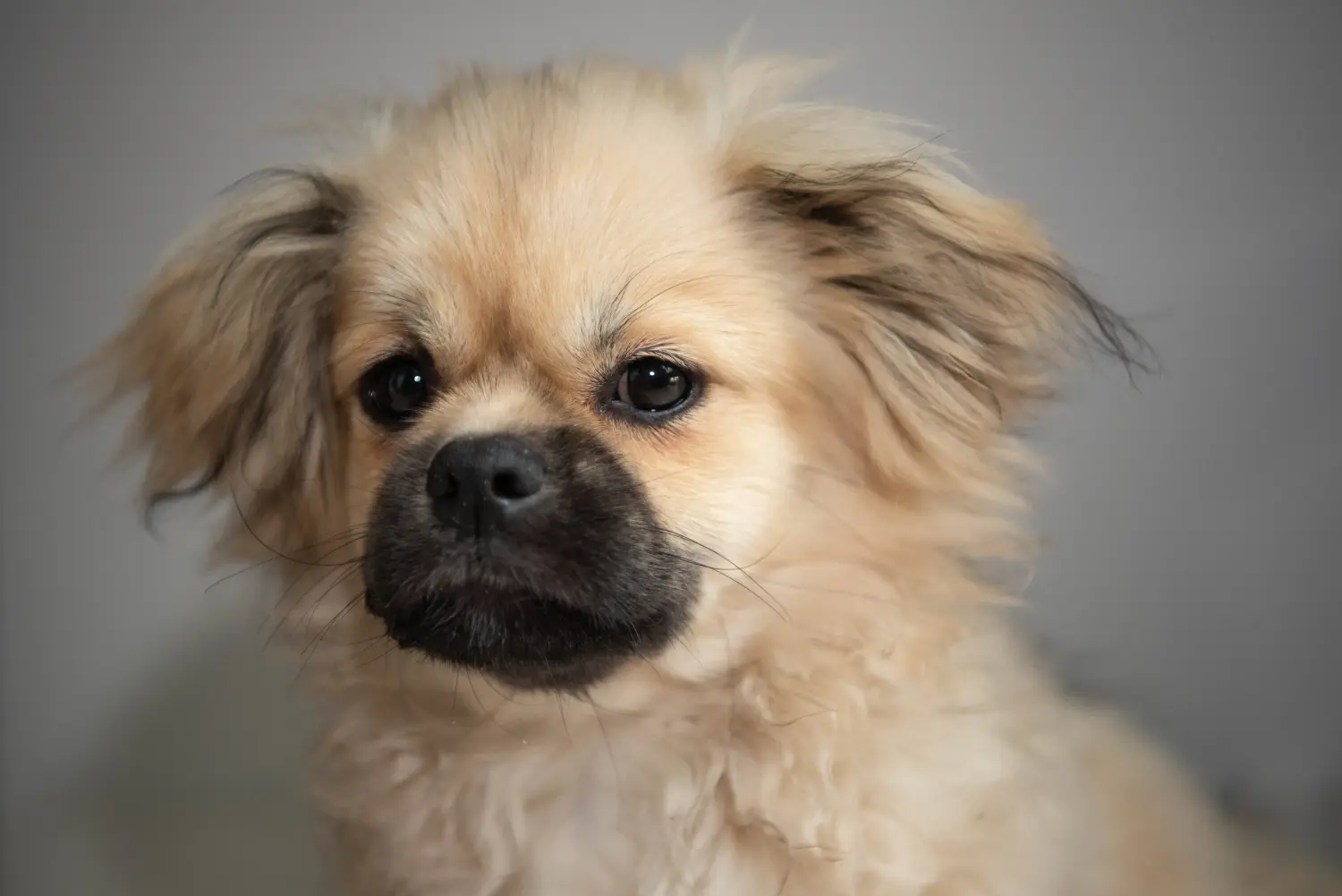 Acquistare un cucciolo di spaniel tibetano significa assumersi delle responsabilità! Comprare cuccioli di spaniel tibetano.