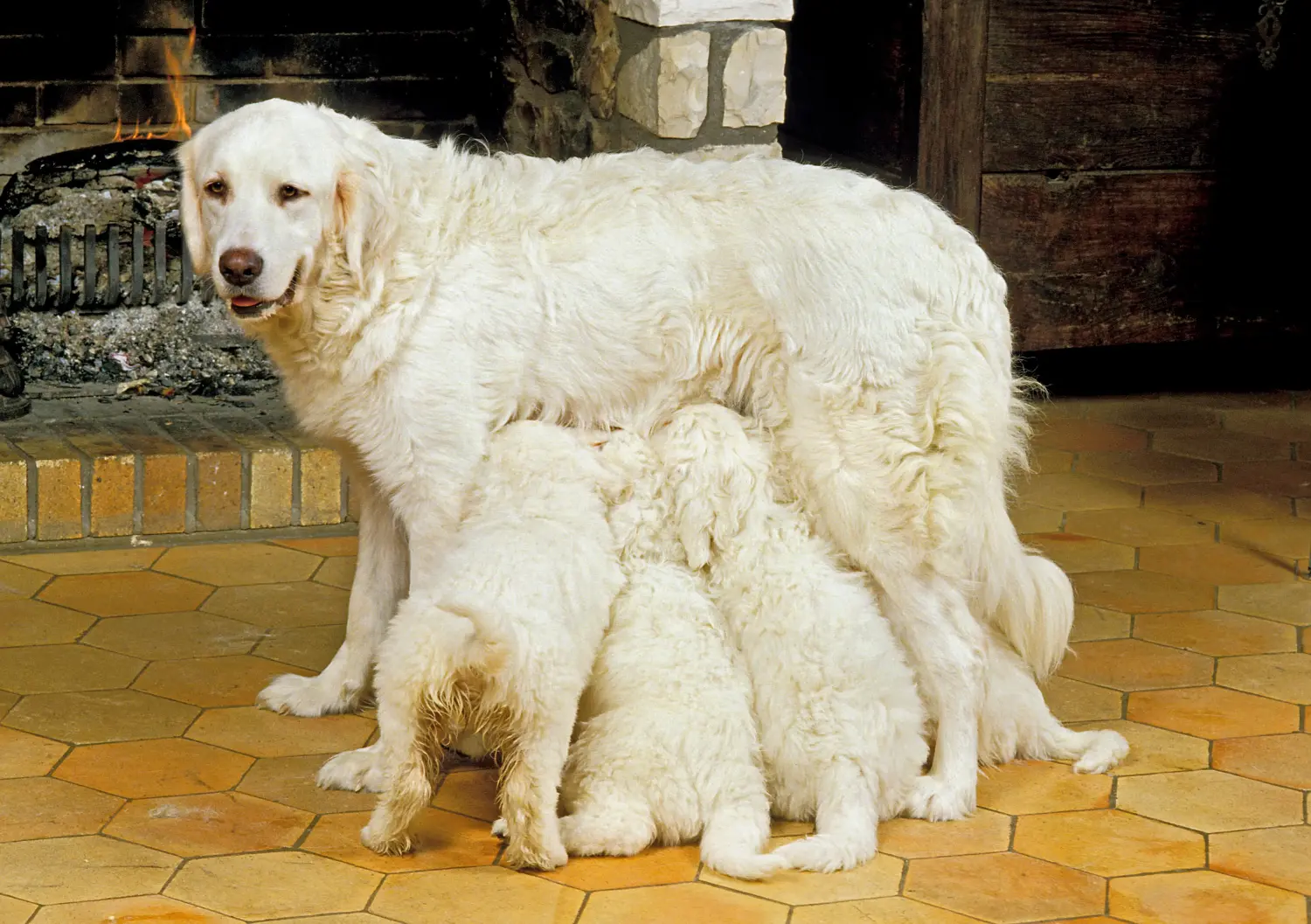 Acquistare un cucciolo di cane da pastore Tatra significa assumersi delle responsabilità! Acquistare cuccioli di cane da pastore Tatra.