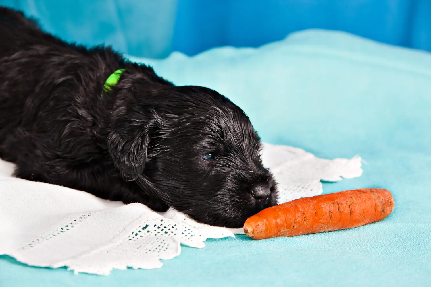 Acquistare un cucciolo di Terrier Nero Russo significa assumersi delle responsabilità! Comprare cuccioli di Terrier Nero Russo.