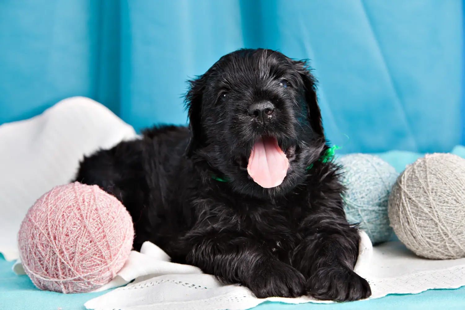Acquistare un cucciolo di Terrier Nero Russo significa assumersi delle responsabilità! Comprare cuccioli di Terrier Nero Russo.