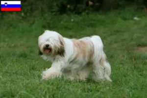 Scopri di più sull'articolo Allevatori di Tibetan Terrier e cuccioli in Slovenia