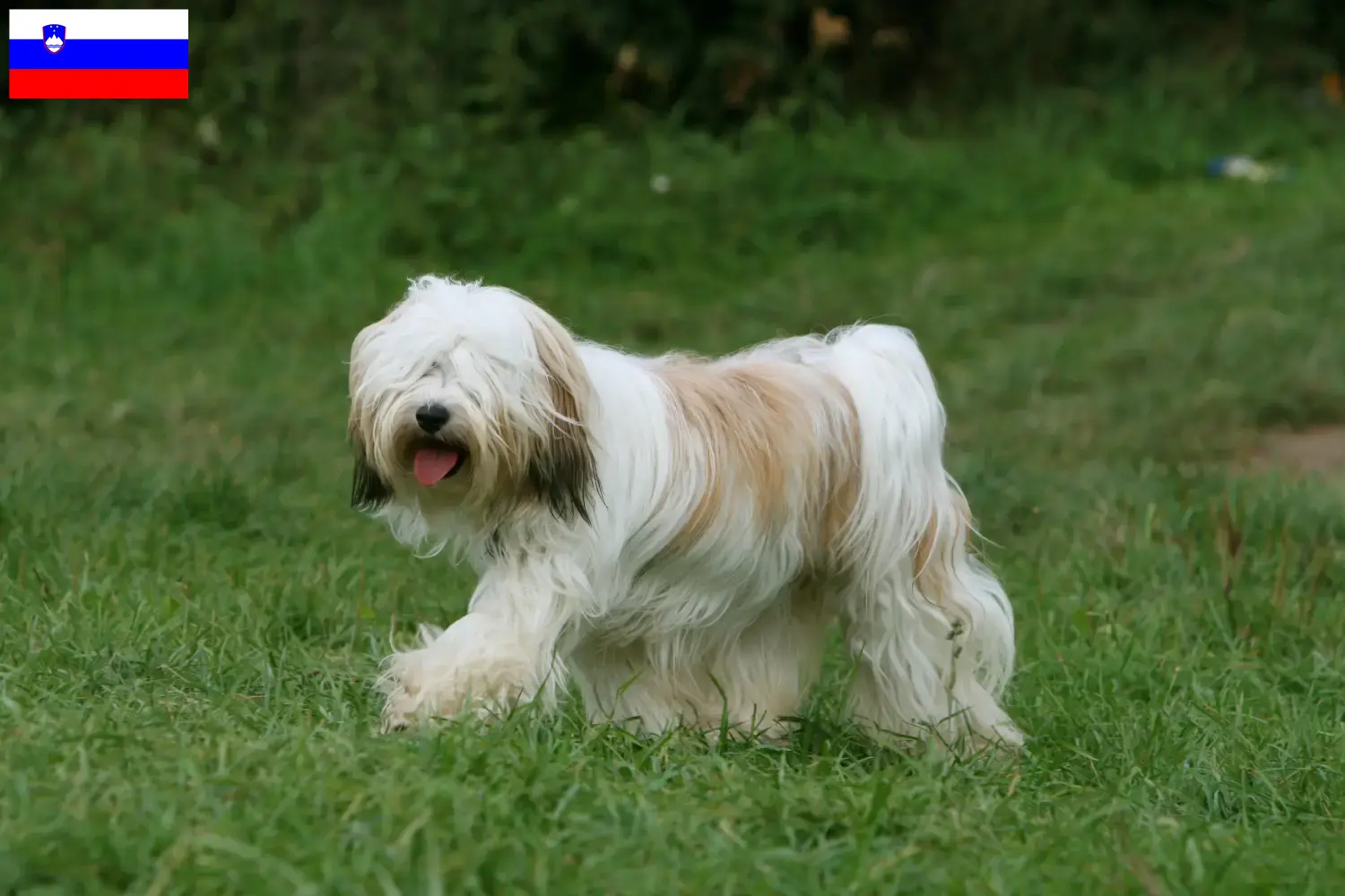 Cuccioli di Tibetan Terrier e allevatori Slovenia Trova gli allevatori di Tibetan Terrier in Slovenia.