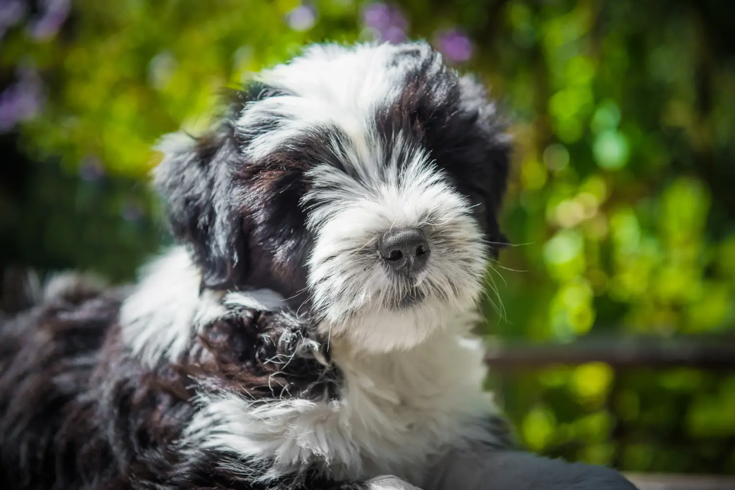 Acquistare un cucciolo di Tibetan Terrier significa assumersi delle responsabilità! Comprare cuccioli di Tibetan Terrier.