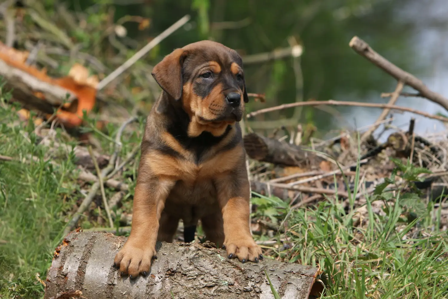 Acquistare un cucciolo di Tosa significa assumersi delle responsabilità! Comprare cuccioli di Tosa.