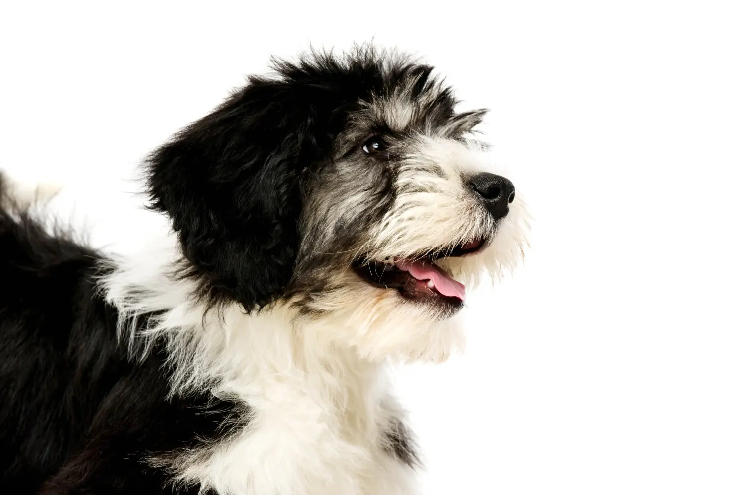 Acquistare un cucciolo PON significa assumersi delle responsabilità! Acquistare cuccioli PON.