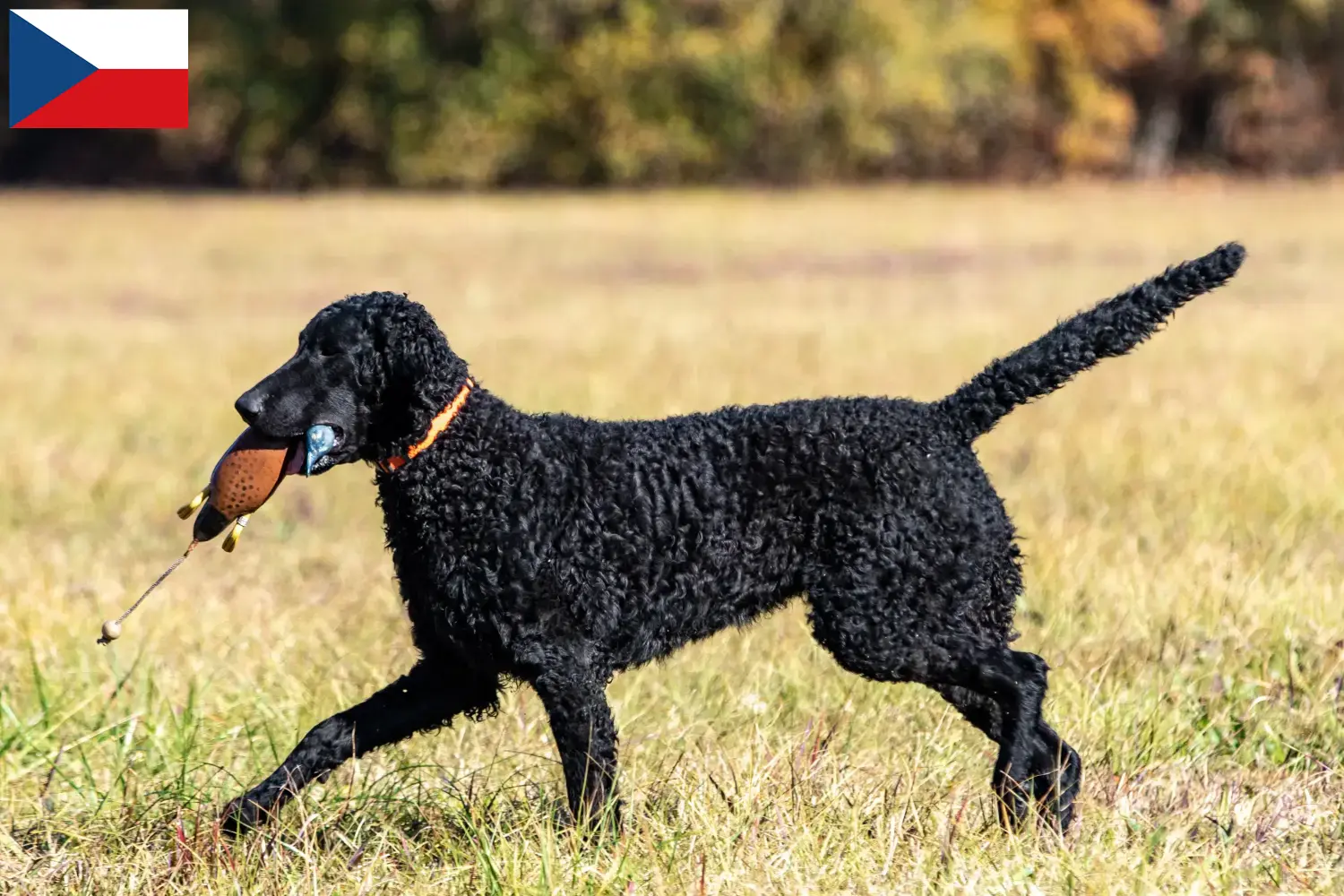 Cuccioli di Curly Coated Retriever e allevatori Repubblica Ceca Trova gli allevatori di Curly Coated Retriever in Repubblica Ceca.
