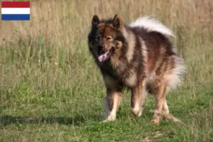 Scopri di più sull'articolo Allevatori di Eurasier e cuccioli nei Paesi Bassi