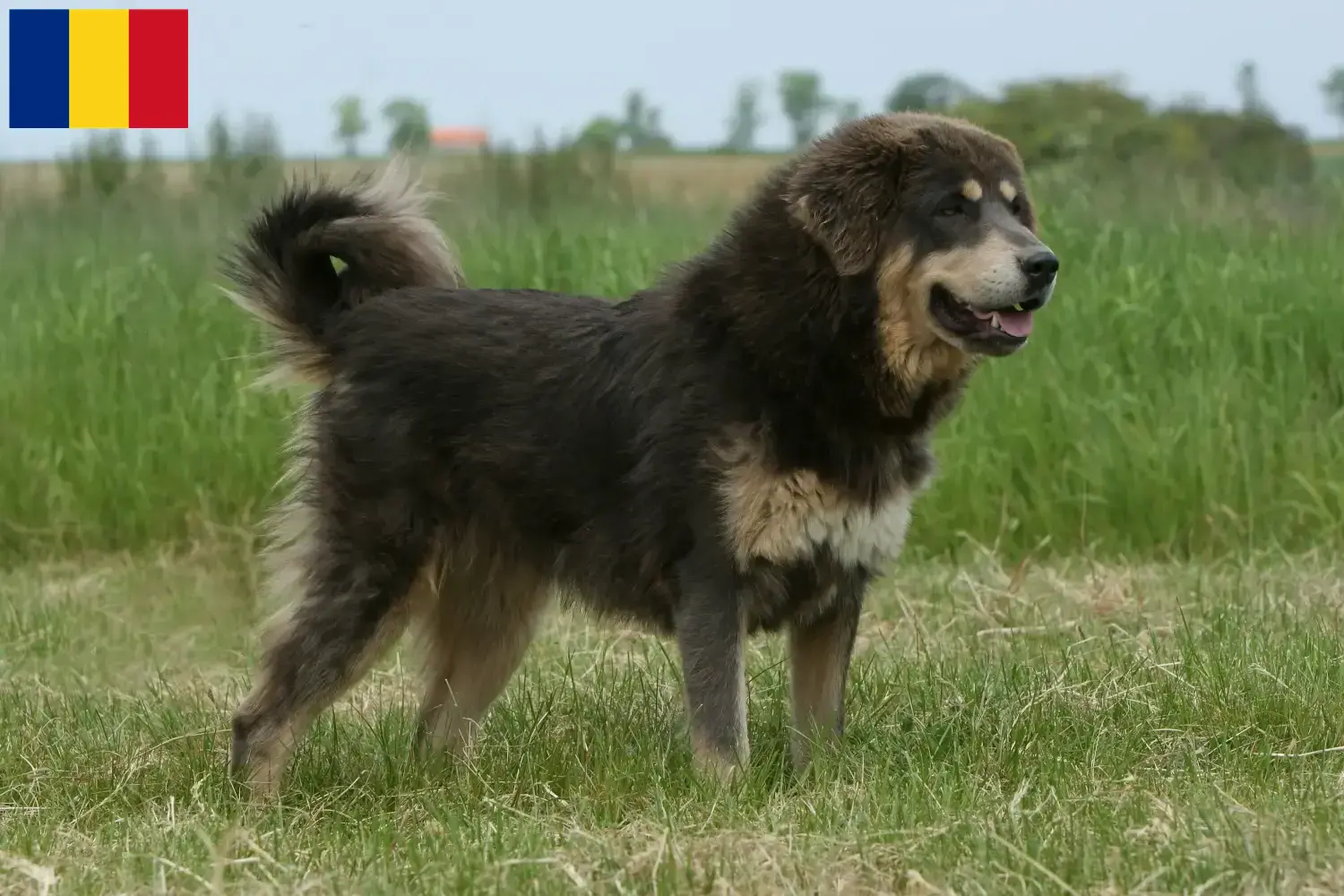 Cuccioli di Mastino Tibetano e allevatori Romania Trova gli allevatori di Mastino Tibetano in Romania.