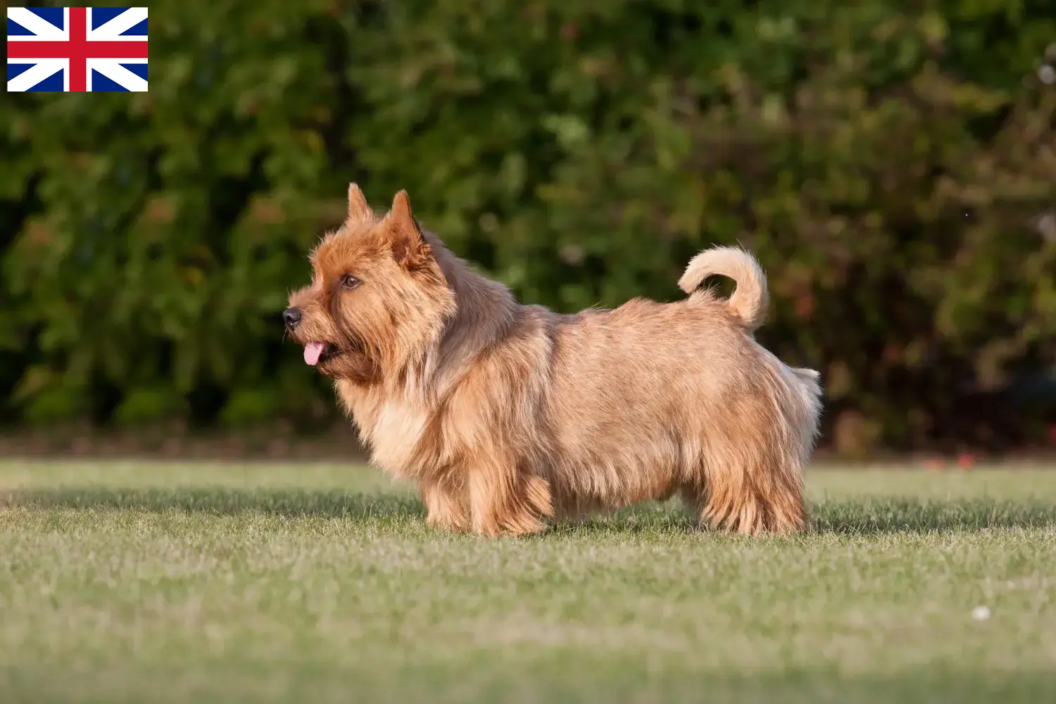 Cuccioli di Norwich Terrier e allevatori Gran Bretagna Trova qui gli allevatori di Norwich Terrier in Gran Bretagna.
