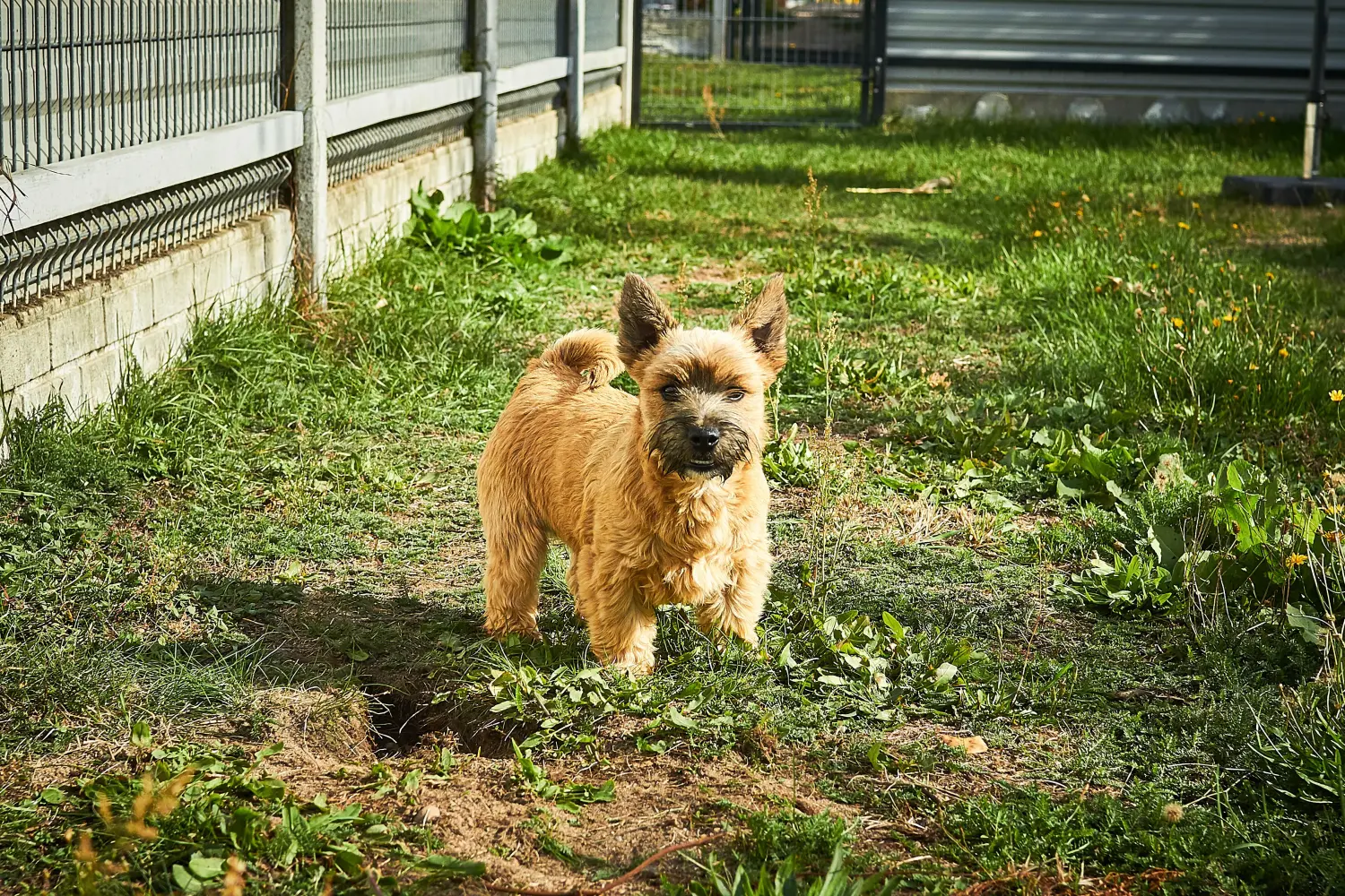 Acquistare un cucciolo di Norwich Terrier significa assumersi delle responsabilità! Comprare cuccioli di Norwich Terrier.