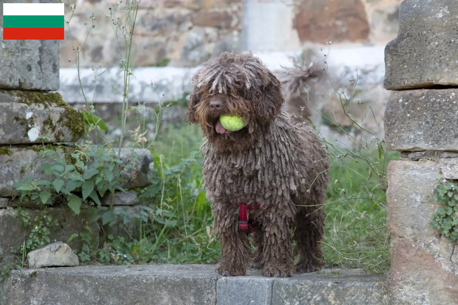 Scopri di più sull'articolo Allevatori di Perro de Agua Español e cuccioli in Bulgaria