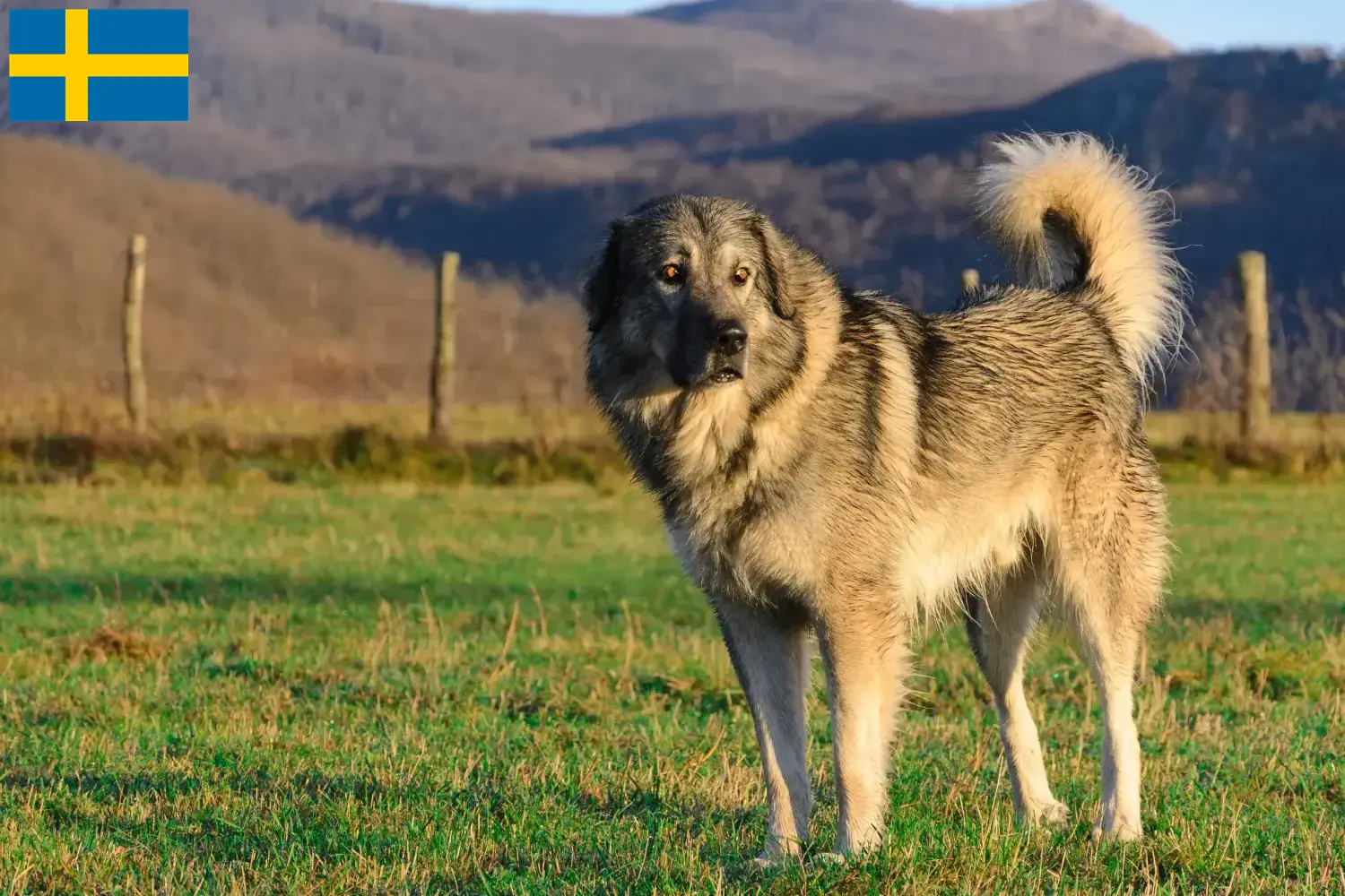 Šarplaninac cuccioli e allevatori Svezia Trova qui gli allevatori di Šarplaninac in Svezia.